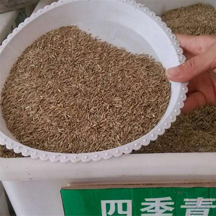 四季青草坪种子庭院别墅美国优质狗牙根黑麦草草籽耐寒护坡牧草