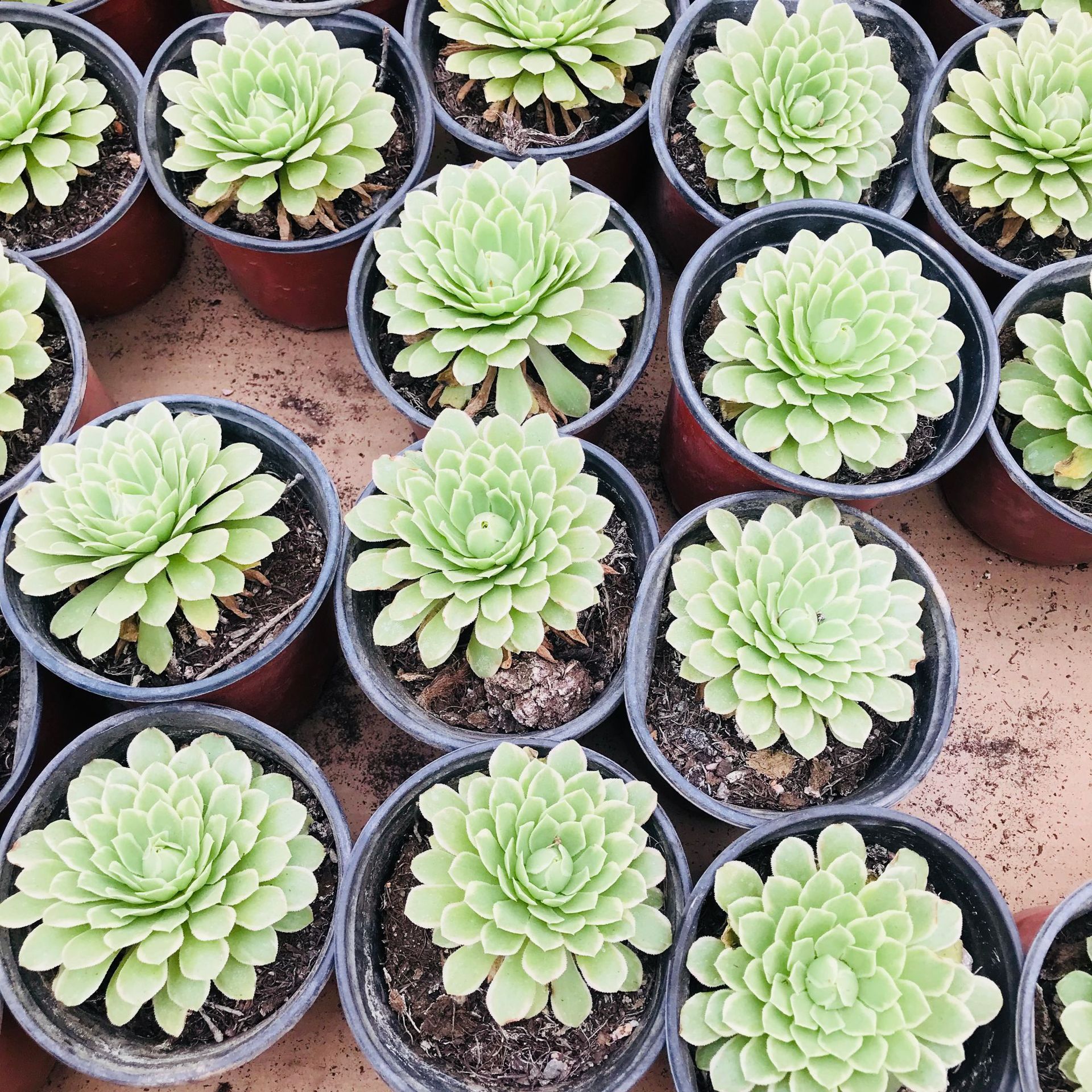 多肉植物 法师翡翠冰 室内盆栽花卉批发 多肉组合法师三仙翡翠冰