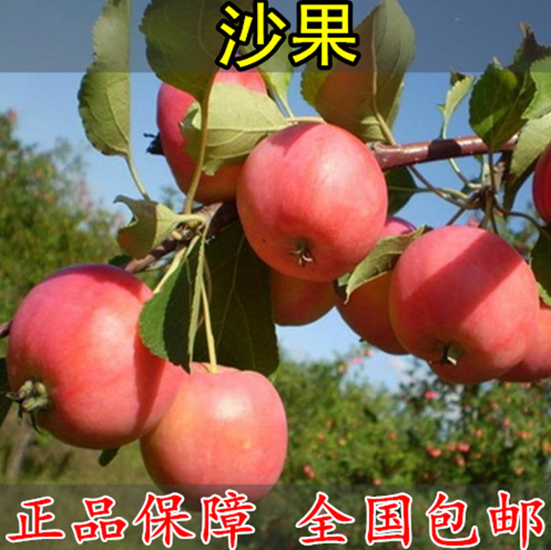 沙果小苹果树苗 花红果树苗 糖心沙果苗树苗盆栽地栽南方北方种植
