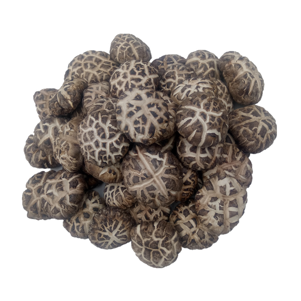 陕西绿昌隆农家剪脚白花菇3-4cm散装 零售 整箱批发 产地一件代发