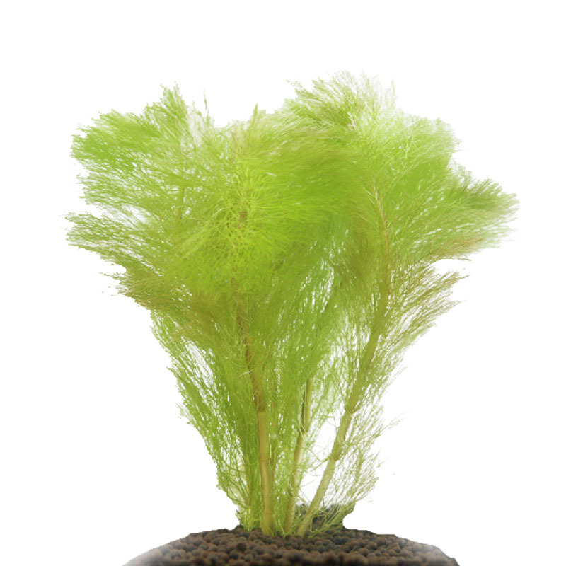 大宝塔活体真水草水族箱造景鱼缸装饰针叶类后景草批发光合水草