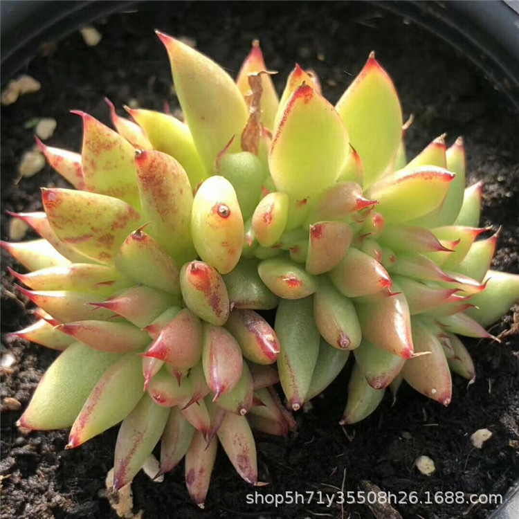 001精品多肉品种大棚限时批发 魅灵盆10cm多肉珍稀植物品相状态美