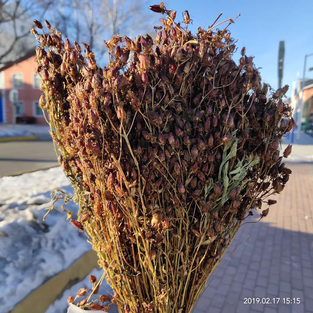 新货东北大兴安岭地区漠河野生稳心草鹿心农家自采泡茶泡酒500克