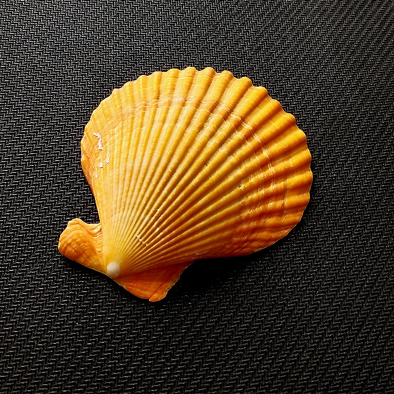 厂家直销批发 天然贝壳原料 黄扇贝 工艺品diy 装饰鱼缸造景贝壳