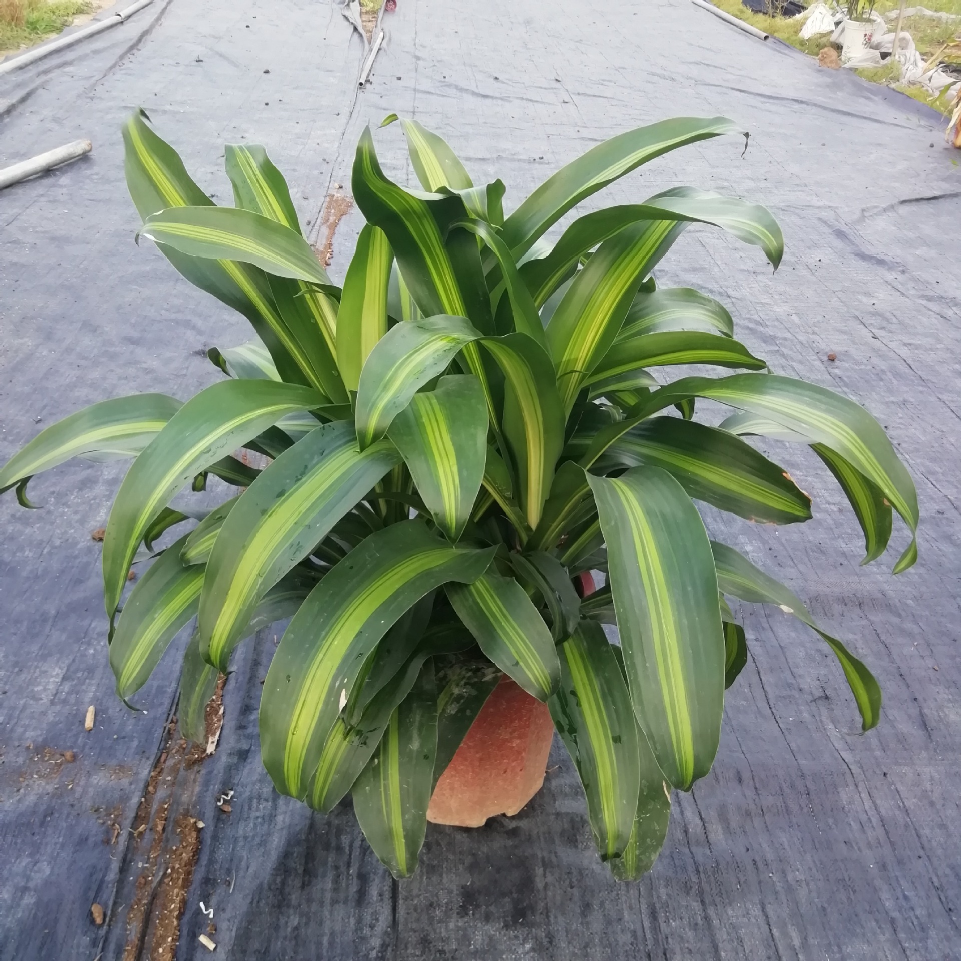 基地园林花卉盆栽批发室内观叶植物三株装金心美人铁5盆起