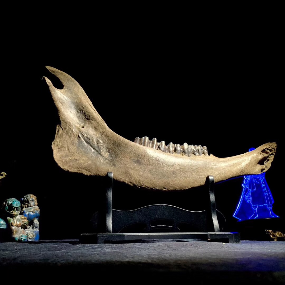 骨雕牙雕动物下颚化石保真披毛犀化石原石犀牛标本动物古生物摆件