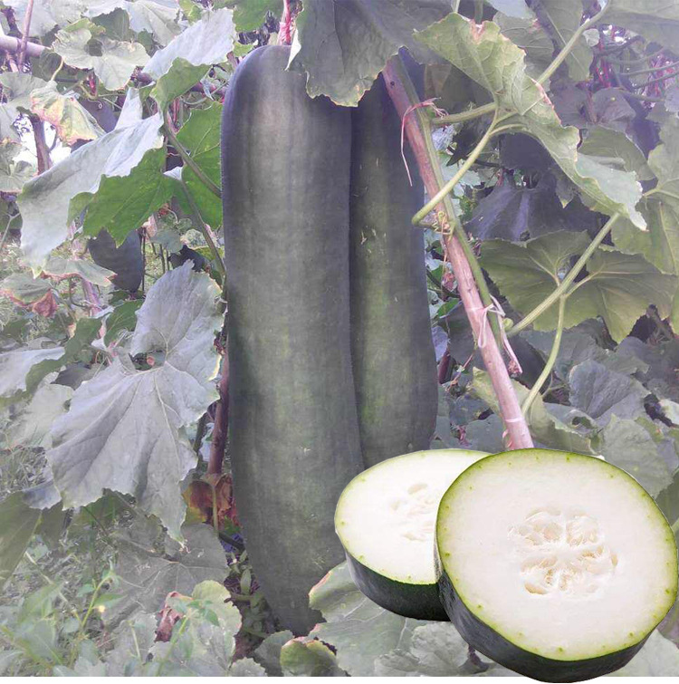 进口否分类家庭园艺用花种子种类种子品种纯度95(%)品种冬瓜类别果蔬