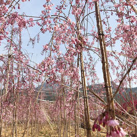 厂家八重红枝垂樱花小苗 苗木基地一到十公分成活树八重红枝垂樱