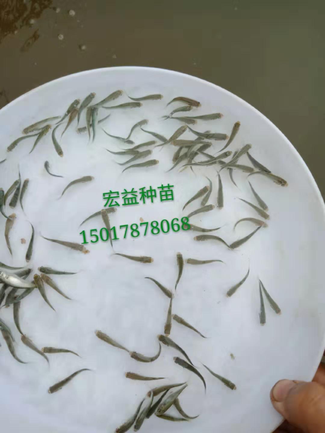 咸淡水乌头鱼苗 鲻鱼苗 红眼鲚鱼苗 批发