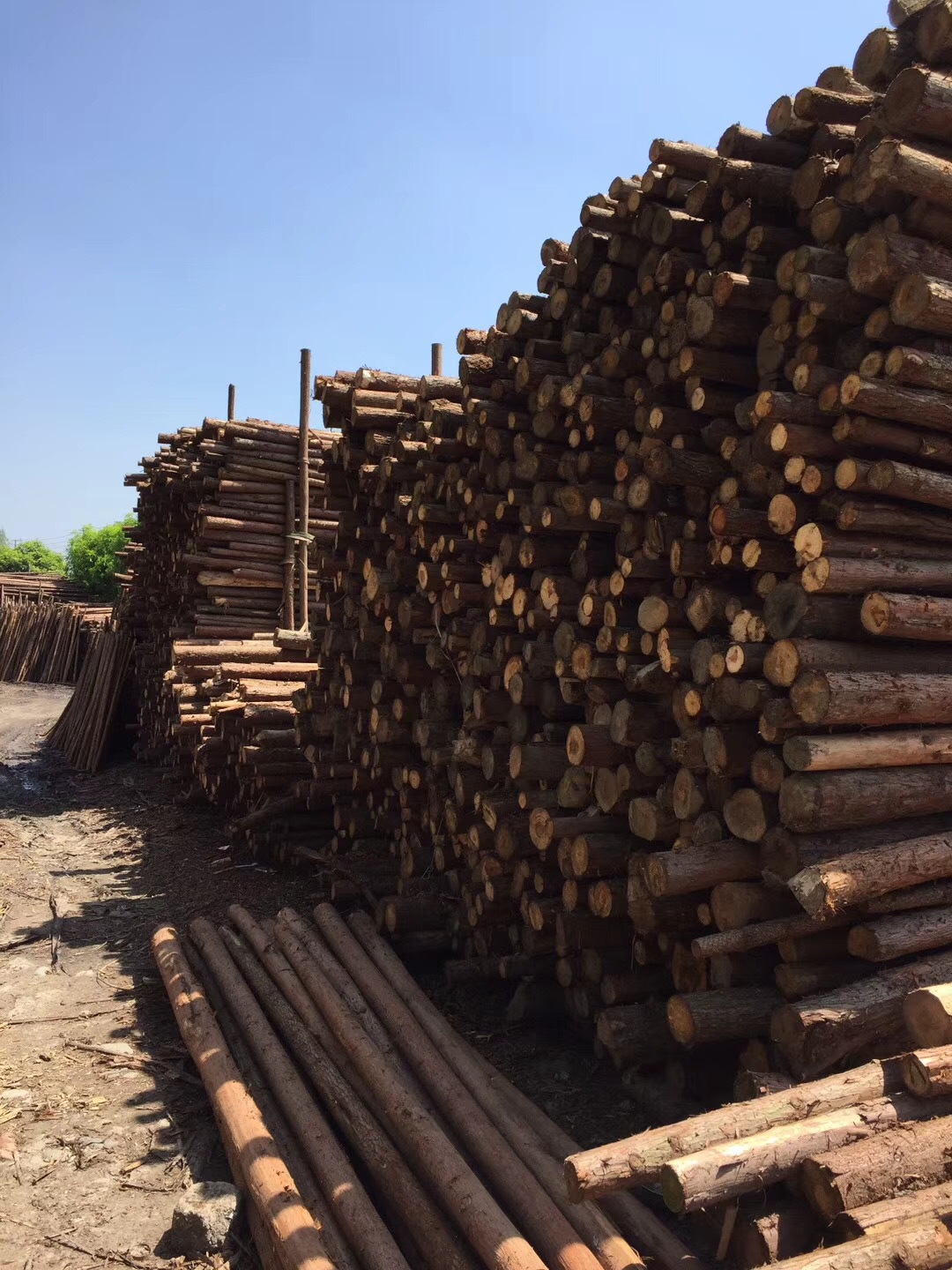 直供 山场山坡绿化杉木撑杆 小原木小头8公分 4米长 园林木杆撑