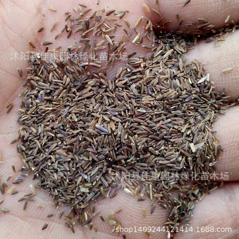 草花种子 优质荷兰菊种子 纽约紫菀柳叶菊种子 花色随机 1件=1斤