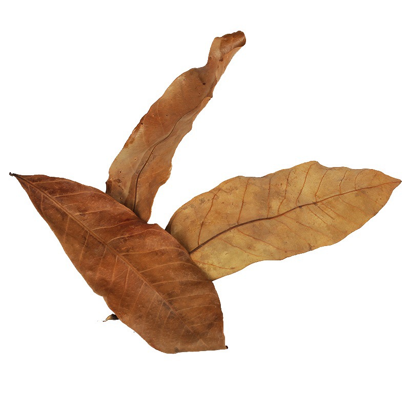 苏皖水族龙眼叶榄仁叶水族净化水质鱼缸造景龙斗鱼养龟懒人橄榄叶