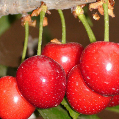 嫁接品种大将锦樱桃苗 果肉硬多汁樱桃树苗 苗圃嫁接品种樱桃苗