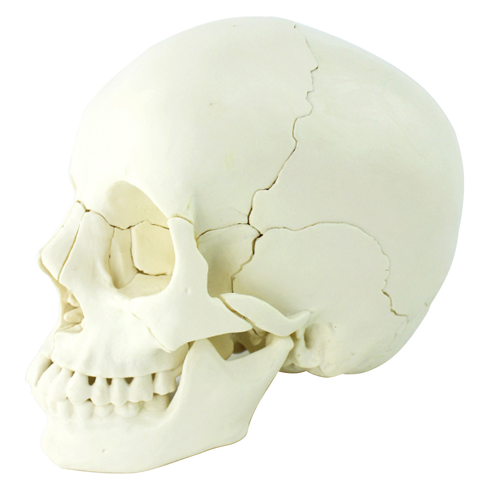 医学艺用美术人体头骨模型 亚洲头颅骨解剖模型标本skull颅骨骼结