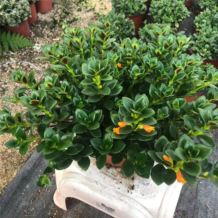 盆栽有花苞 160双色杯 金鱼吊兰 福建永福产地金鱼吊兰-阿里巴巴