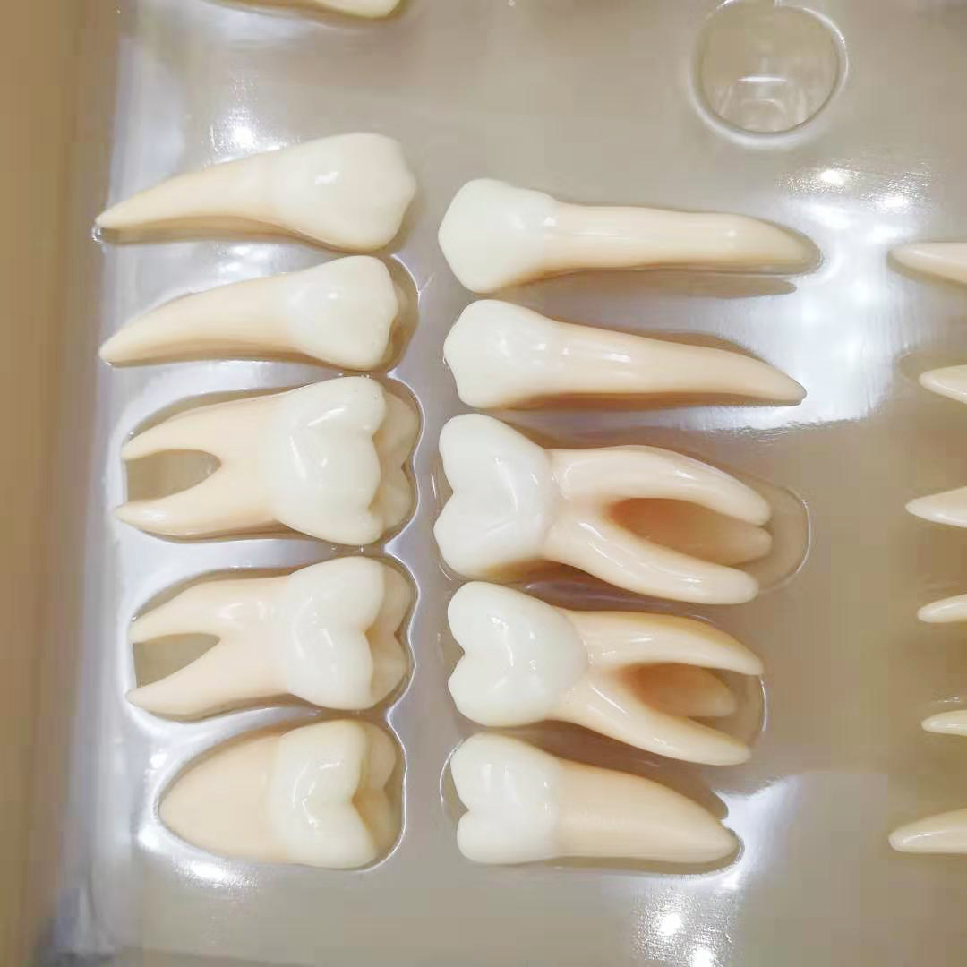 5倍32颗雕牙双色恒牙离体牙模型 立体离体牙教学模型 包邮