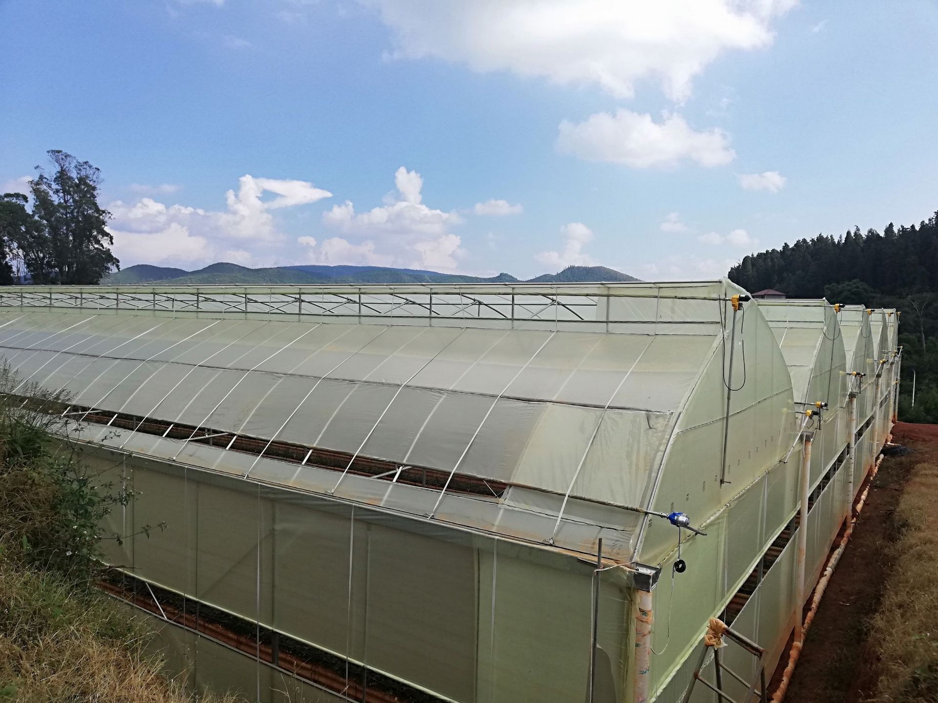 红玫瑰专用膜大棚花卉专用膜大棚薄膜防紫外线膜原装进口棚膜批发