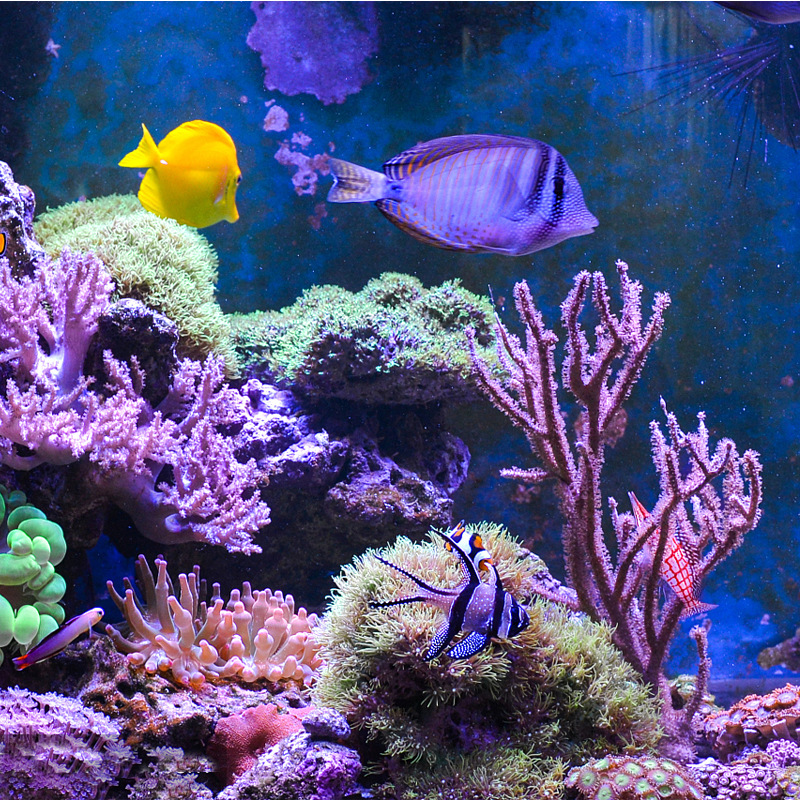 定做大小型海洋馆鱼缸仿真珊瑚造景装饰摆件水族塑胶树脂装饰品