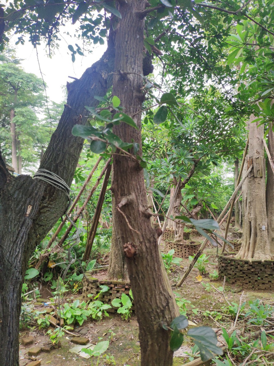 907供应 黑骨子 黑骨树20cm 假植苗 公园 植物园 科普