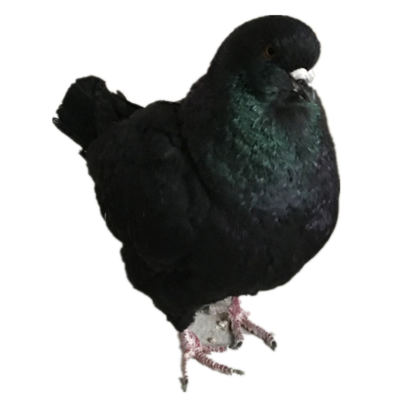 纯种元宝鸽 大体元宝鸽 精品圆环元宝鸽包邮包活全国发货包活