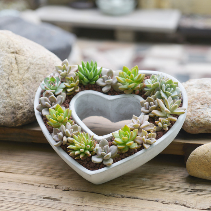 简约欧式心型多肉花盆大心形植物爱心水泥组合花盆创意绿植盆栽