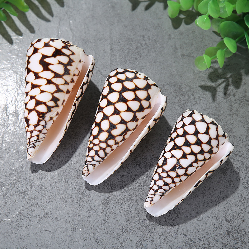 厂家直销海螺贝壳蛇皮螺豹纹螺家庭摆饰品家居装饰海洋风摆件