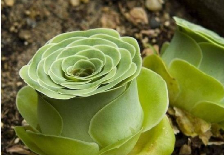 20种常见多肉植物系列之3