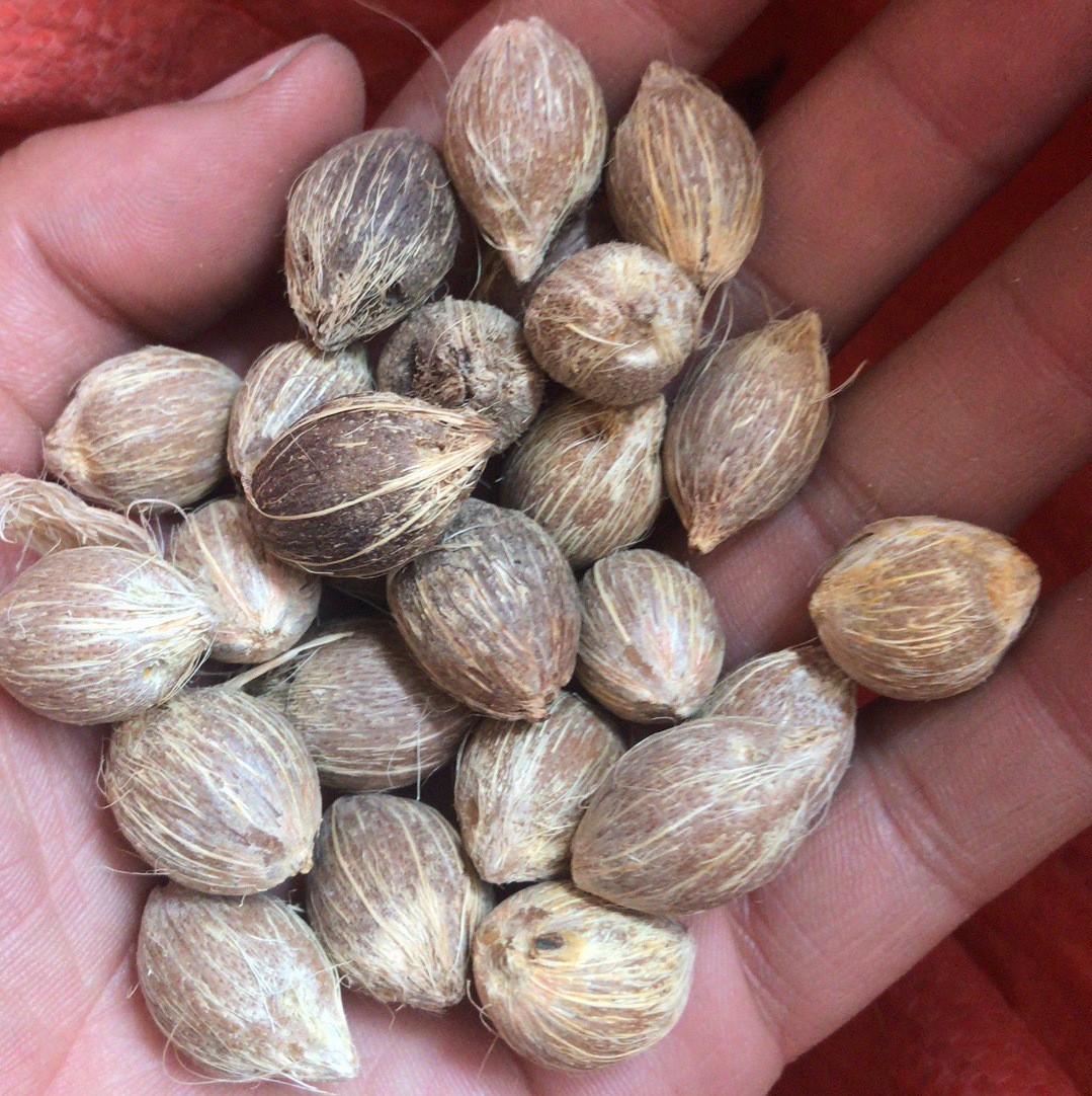 艺然天然国产紫金鼠 招财鼠原料菩提子原籽三眼原料手串 公斤批发