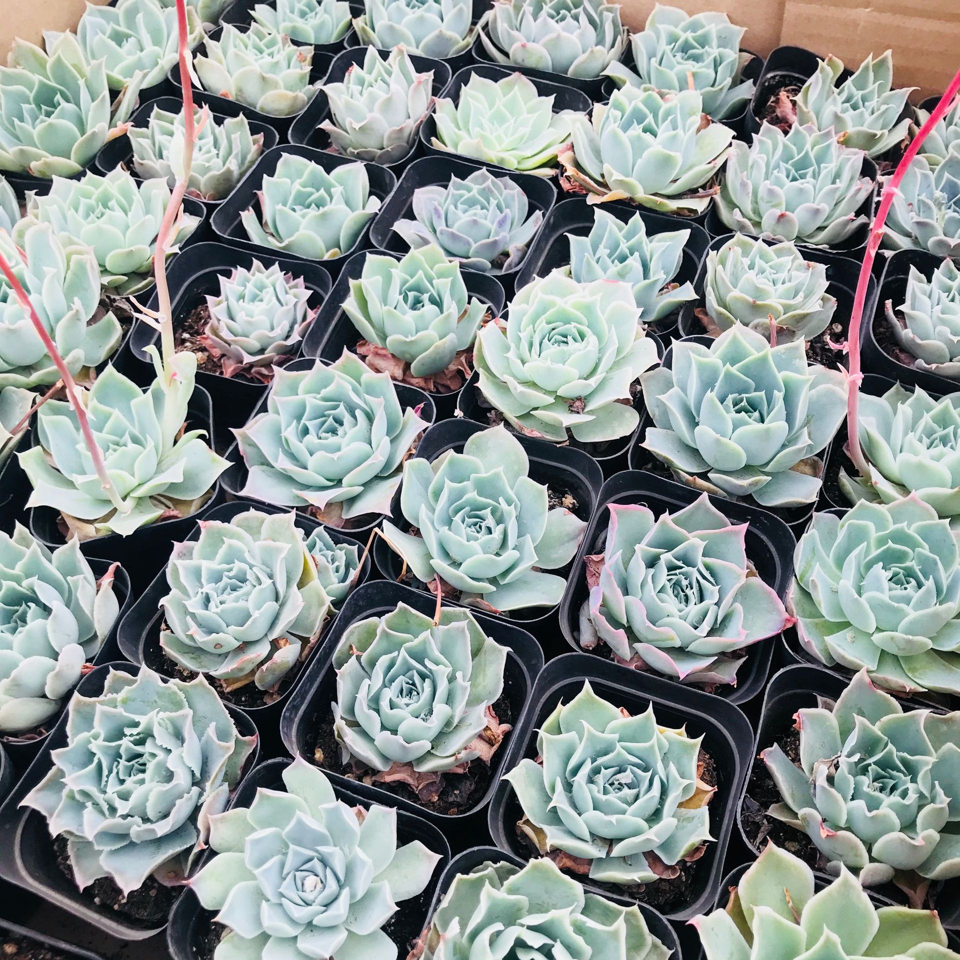 精选多肉植物蓝丝绒 室内花卉盆栽组合萌肉防辐射 趣味植物蓝丝绒