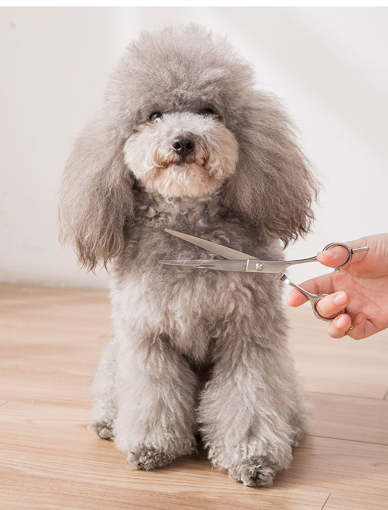 泰迪狗狗剪毛剪刀专业宠物清洁美容工具套装宠物直剪弯剪套装批发
