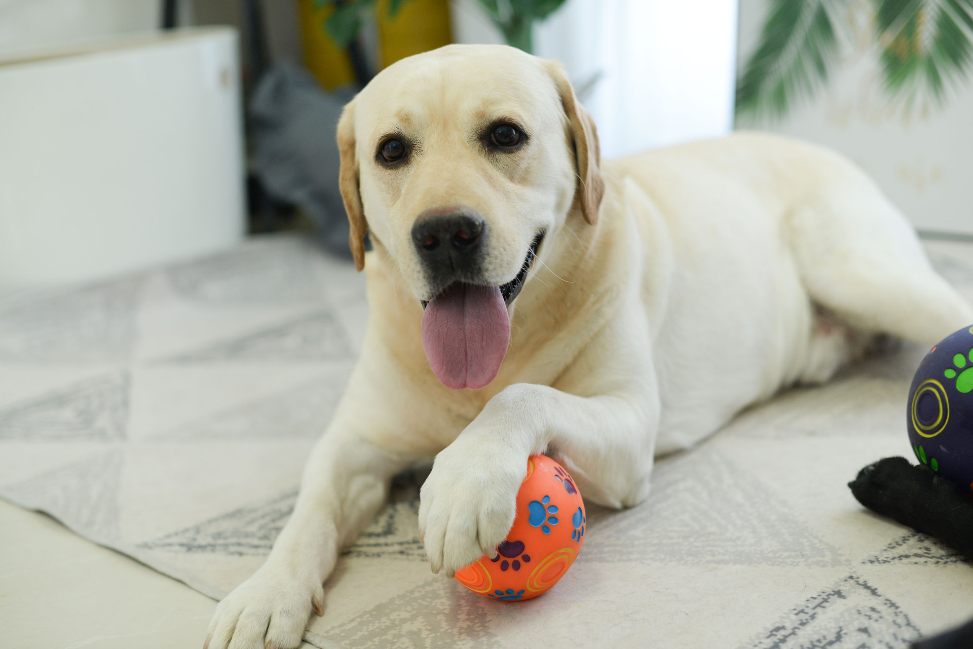 宠物玩具狗狗橡胶球巨大型犬球形玩具发声漏食球拉布拉多金毛瑕疵