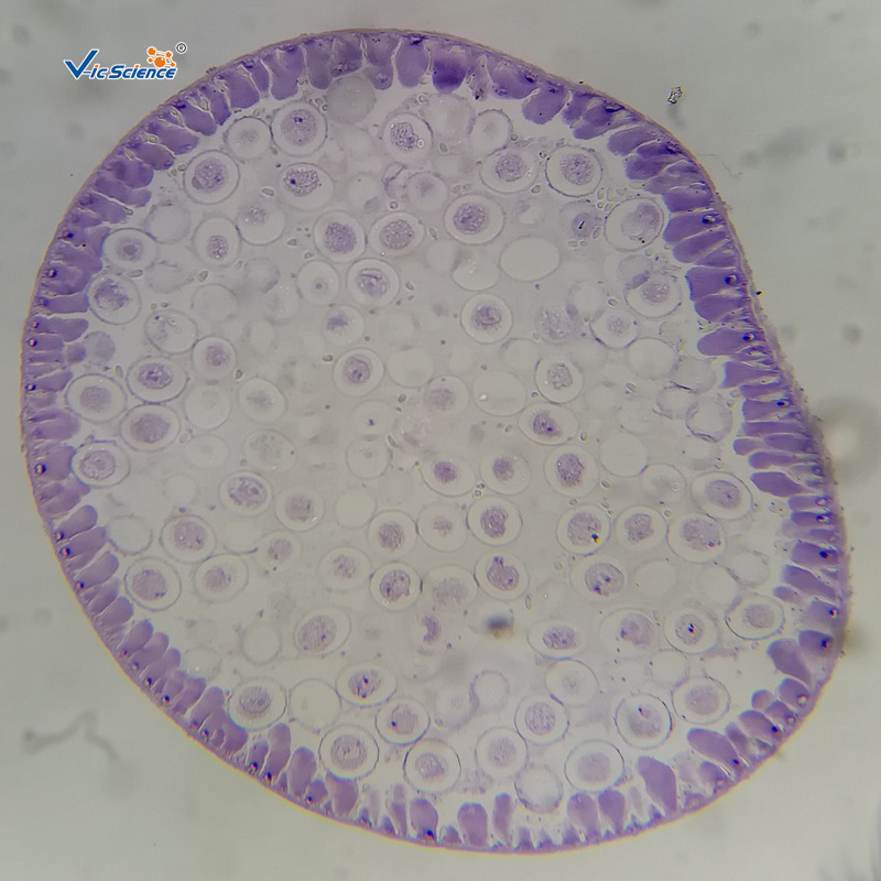动物有丝分裂动植物切片标本生物教学器材显微镜玻片