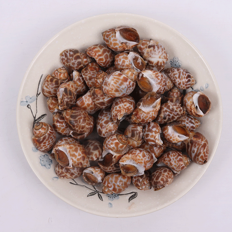 冷冻花螺巴基斯坦 螺印度花螺香螺东风螺 海猪海螺海鲜批发