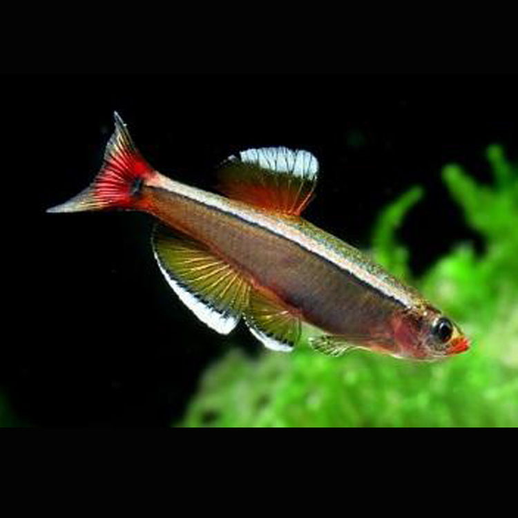 水族观赏鱼活体灯科红尾金丝热带淡水群游草缸小型鱼小额批发特卖