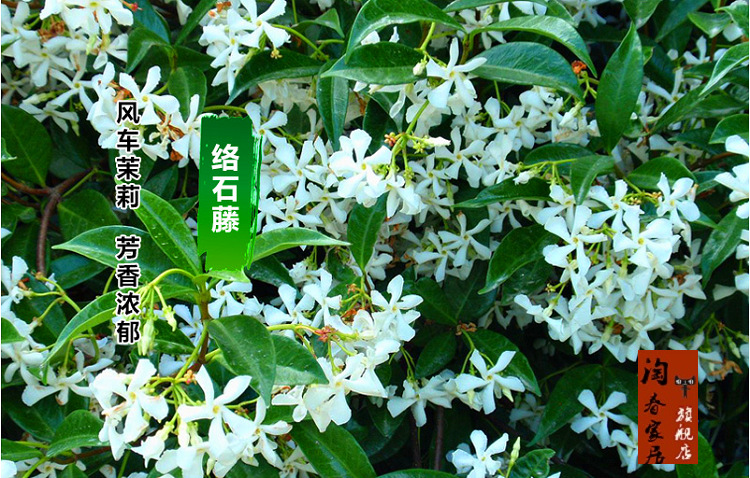 适用于络石藤风车茉莉绿植万字银丝茉莉花苗爬藤植物四季常青开花