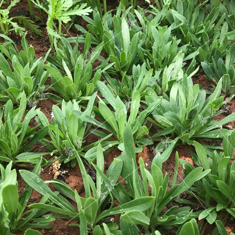 威尔种子批发 面条菜种子米瓦罐麦瓶草小青菜野菜种子蔬菜种子10g