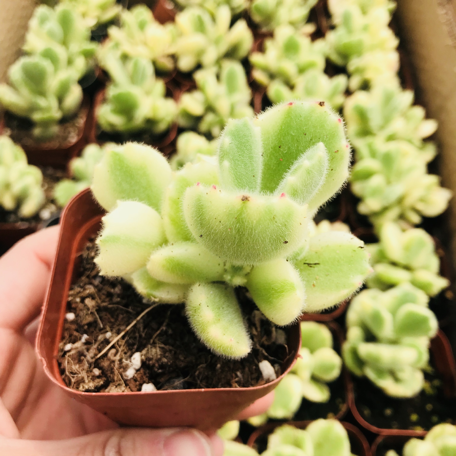 多肉植物多肉组合盆栽绿植白熊 迷你可爱萌肉熊童子 小桩单头白熊