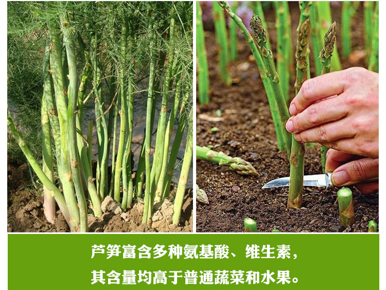 紫色芦笋10粒,紫色芦笋试种50粒播种期多季病虫害无繁殖方式播种苗