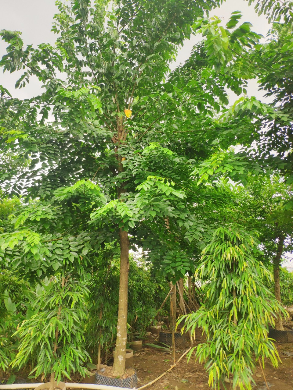 908供应 印度紫檀 15-18cm假植苗 大叶紫檀树 市政绿化行道树