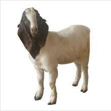 嘉旺 黑山羊 品种较全欢迎咨询 供应作种改良小尾寒羊羊羔