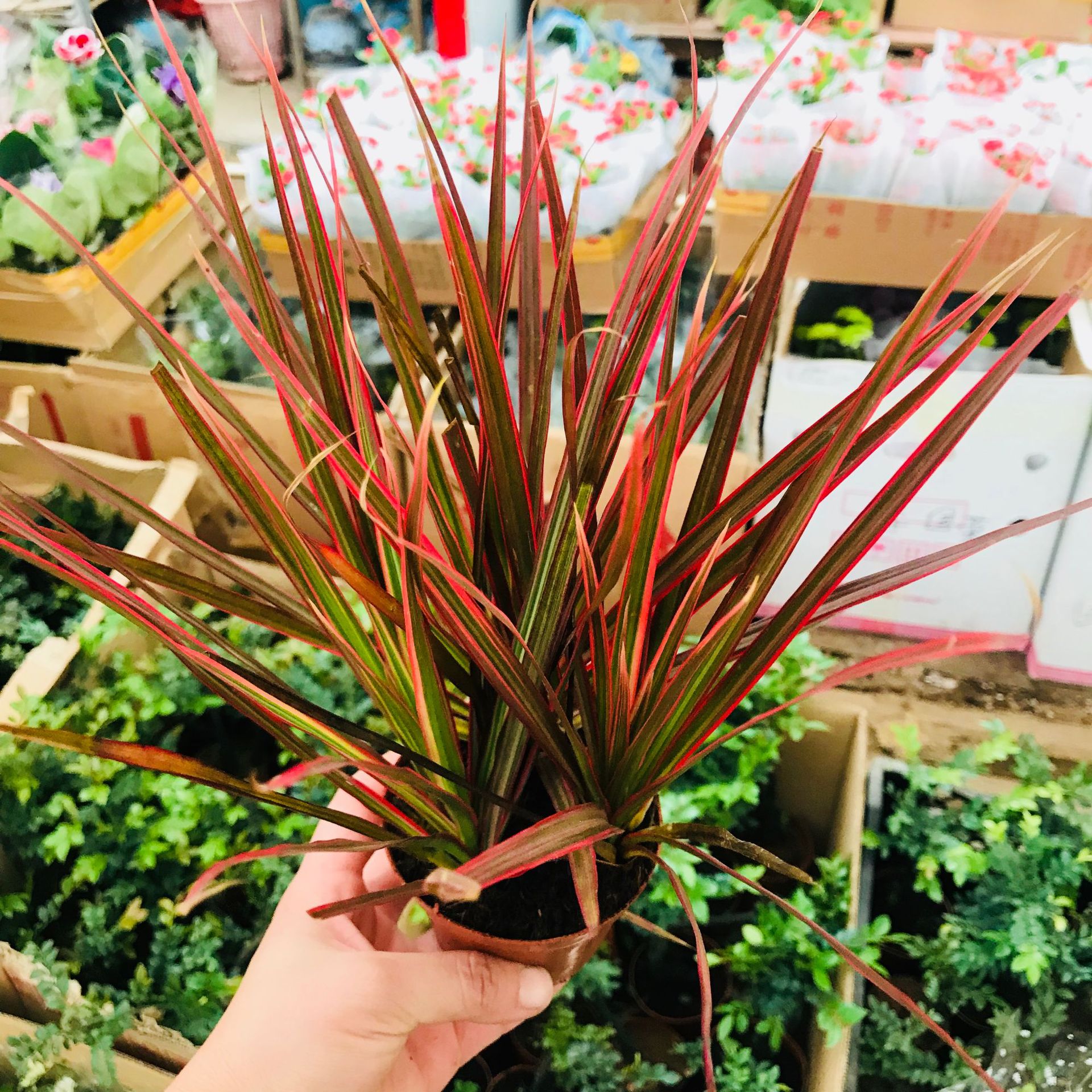 千年木七彩铁小盆栽 办公室桌面净化空气绿植 马尾铁花卉批发销售