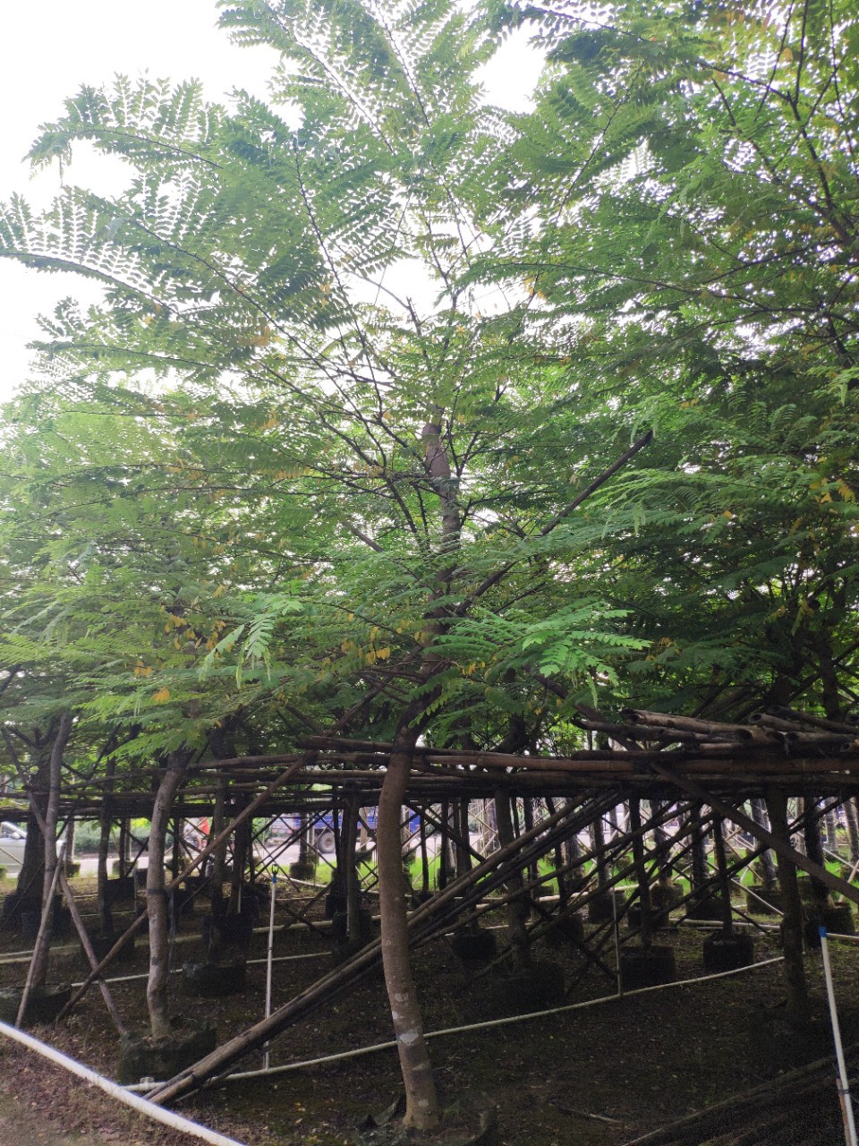 908供应 粉花山扁豆 10-15cm假植苗 市政绿化 开花乔木 基地直销