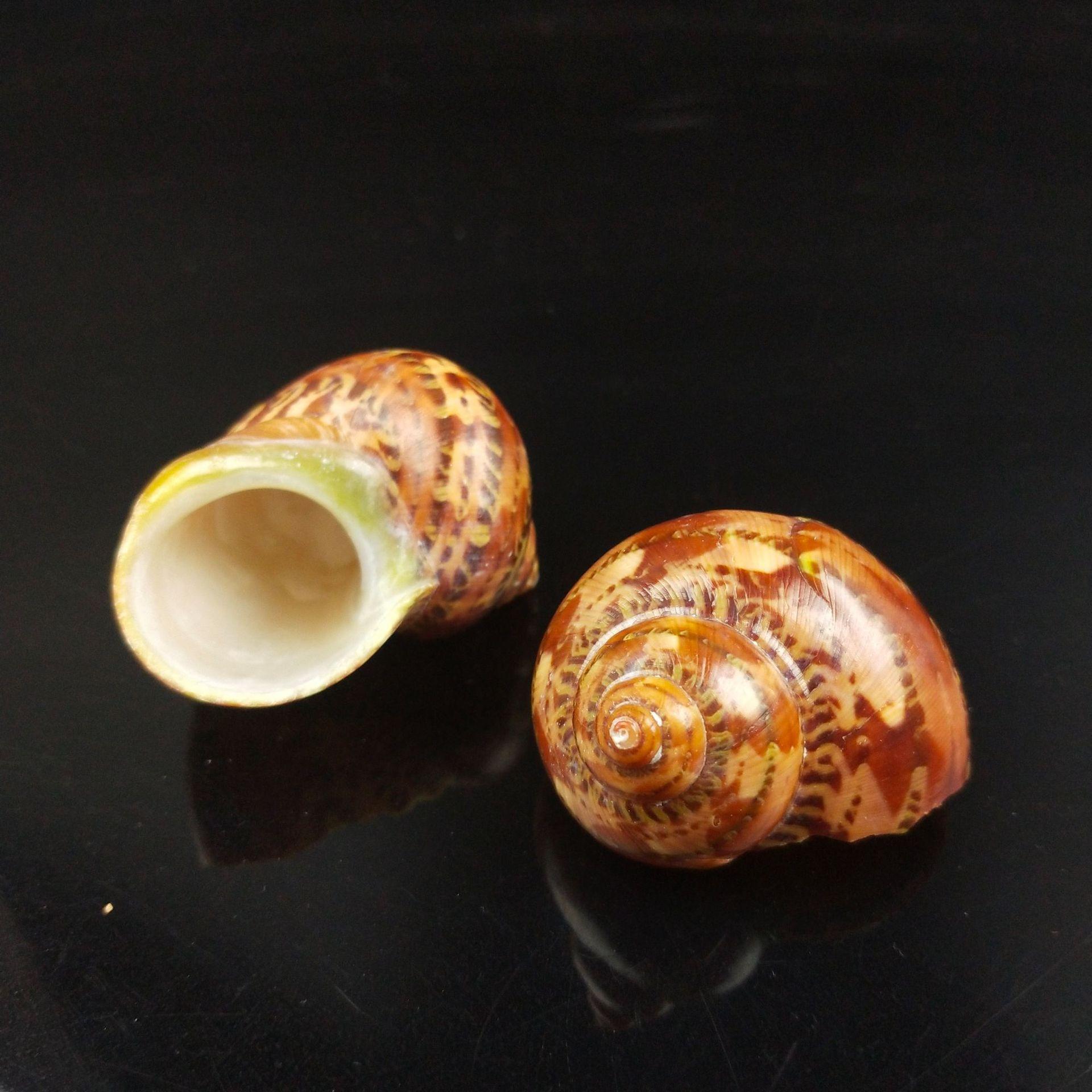 厂家货源 天然海螺贝壳 猫眼蝾螺古文螺 寄居蟹壳 鱼缸装饰批发