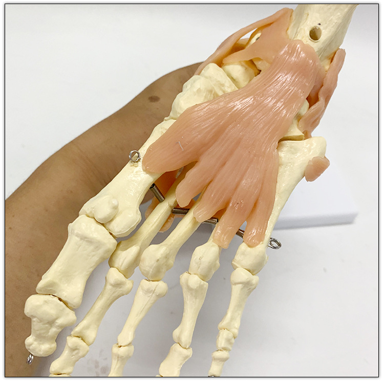 自然大脚踝关节功能模型骨骼骨架带韧带教学医用模型人体节模型