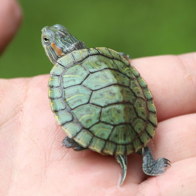 巴西小乌龟宠物活体两栖龟外塘红耳杂食龟养殖场批发地摊观赏水龟