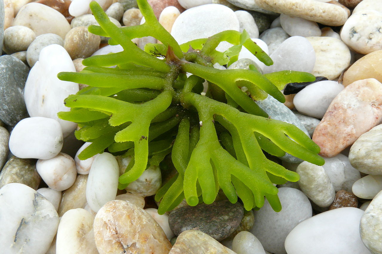 刺松藻柔肤水爽肤水收缩毛孔化妆喷雾女士胶囊补水厂家护肤品定制