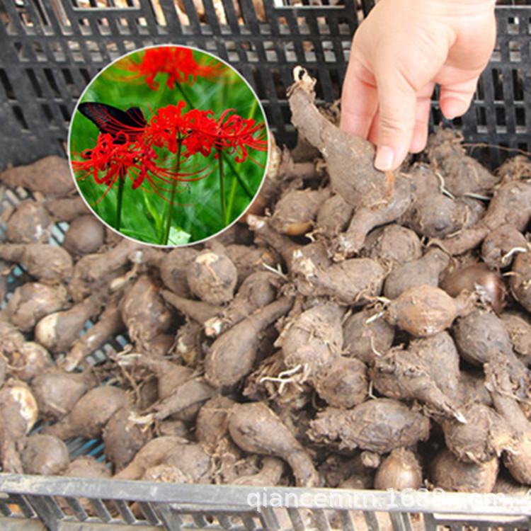 基地供应石蒜种球 彼岸花曼珠沙华种球 庭院花卉盆栽种子四季种植