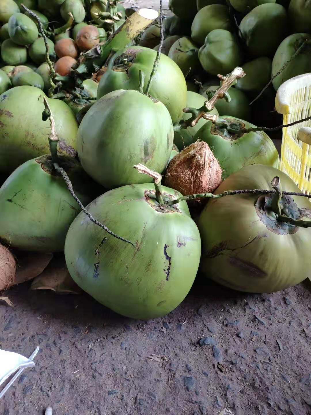 椰青现摘海南椰子9个装新鲜当季水果椰青椰宝椰皇鲜椰子非泰国椰