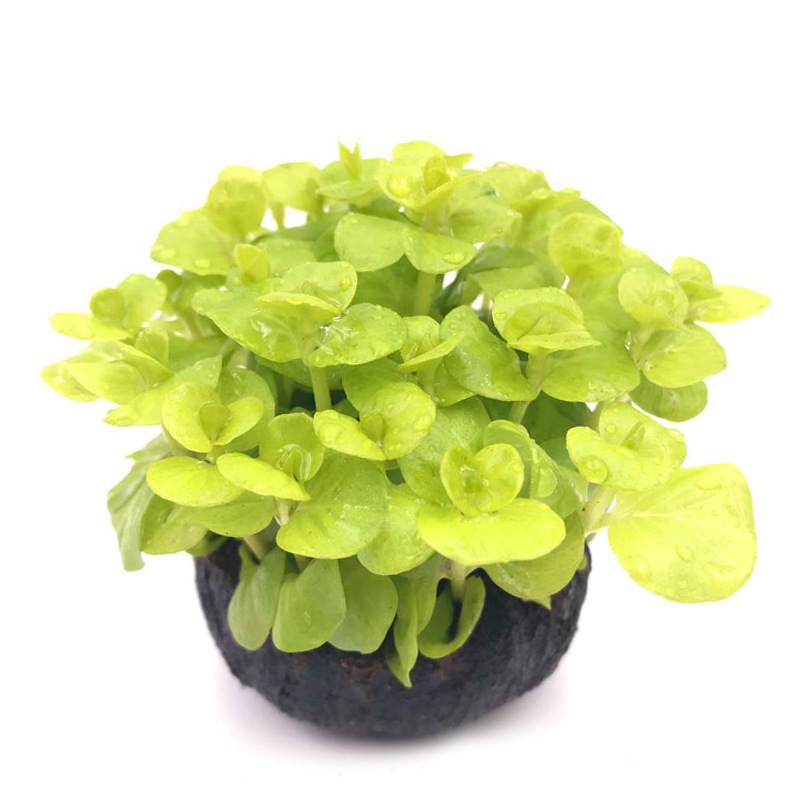 瀚海星空黄金钱小坨活体水草水下叶鱼缸观赏造景真水草批发