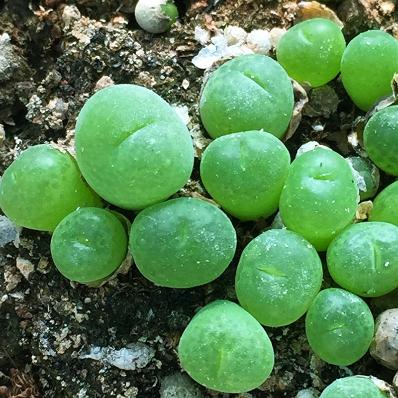 翠光玉 3年生1cm尺寸大多肉植物番杏科 生石花 宝翠玉 绿色pp肉锥